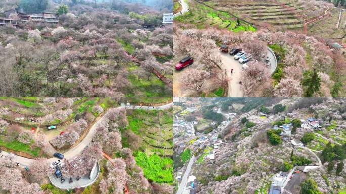 航拍四川绵阳江油平通梅林春花