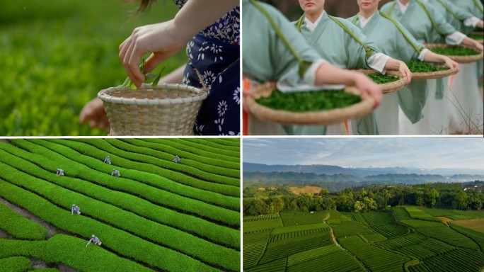 茶园采茶茶山春茶采茶女茶叶