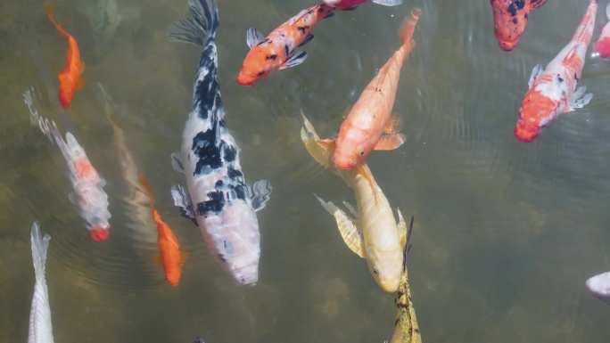 公园池塘里的鱼群锦鲤水中游动