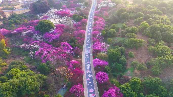 临平超山花开烂漫的乡村公路