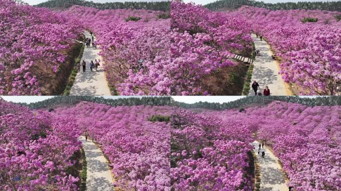 中国广东省江门市新会绿美生态园紫花风铃木