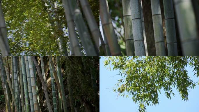 竹林翠竹摇曳生姿