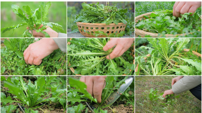 春天挖野菜‌荠菜