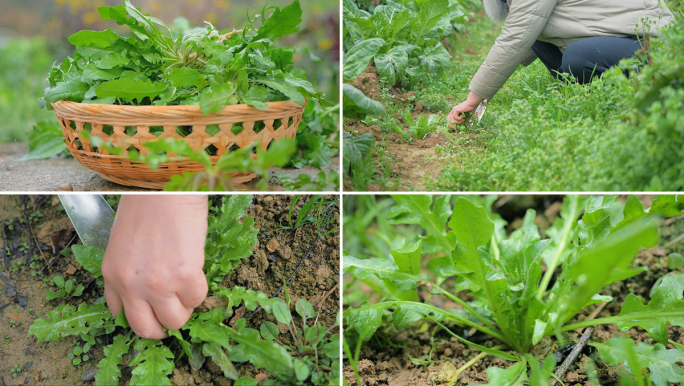 春天挖野菜‌荠菜