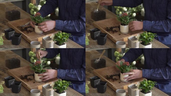 长寿花盆栽种植过程