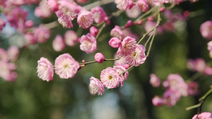 梅花盛开春意盎然