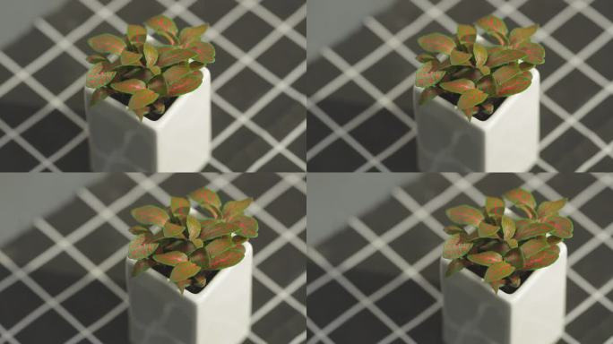 网纹草桌面盆栽绿植特写