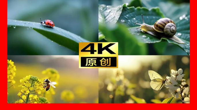 春分节气动物昆虫蚂蚁瓢虫蜗牛蜜蜂蝴蝶小鸟