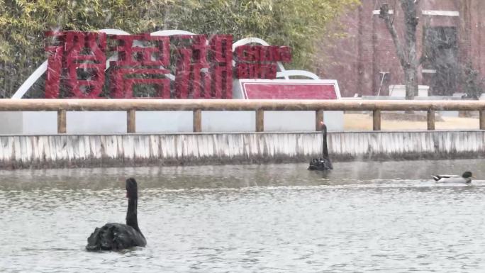雪中黑天鹅鸳鸯湖中戏水