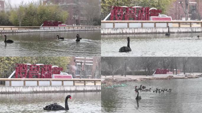 雪中黑天鹅鸳鸯湖中戏水