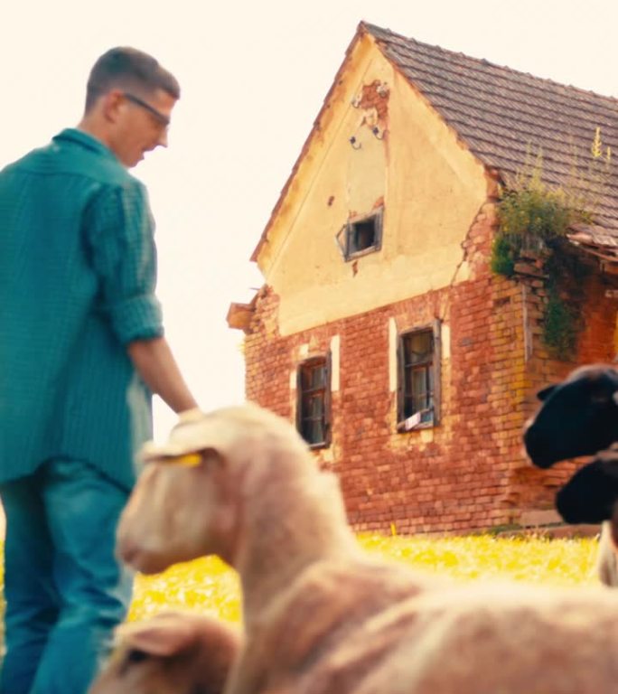 年轻的白人农民在乡村农场喂羊。