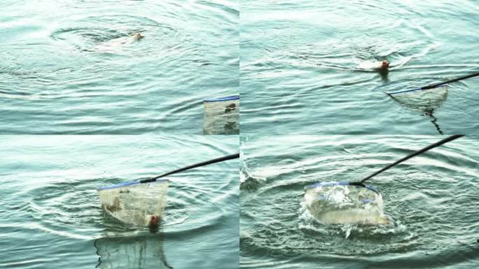 在宁静的湖边日落时分，鱼在清澈的水面上跃出。