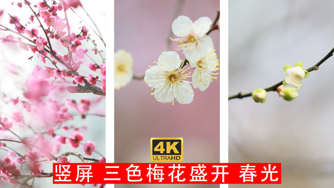 4K竖屏竖拍春天红梅白梅绿梅盛开万物复苏