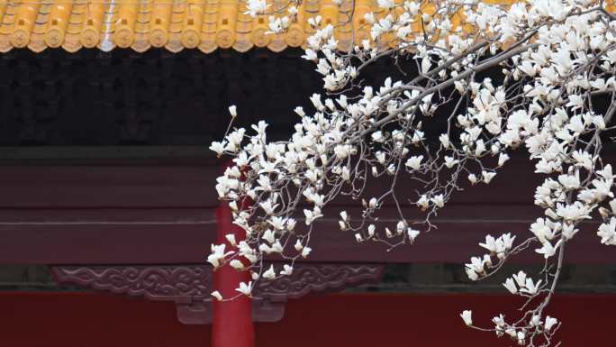 【4K】古建筑春日玉兰花
