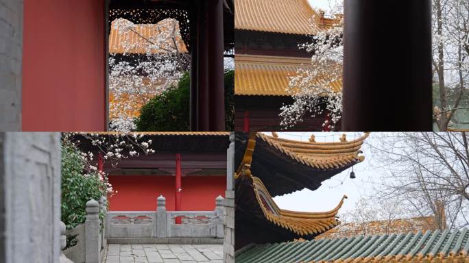 【4K】古建筑春日玉兰花