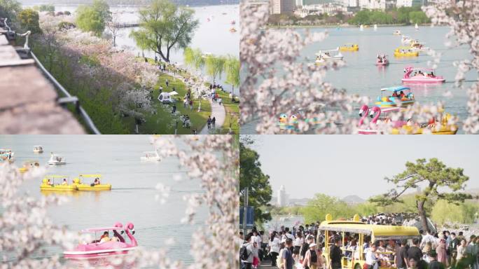 南京春天玄武湖春天樱花春色公园游船