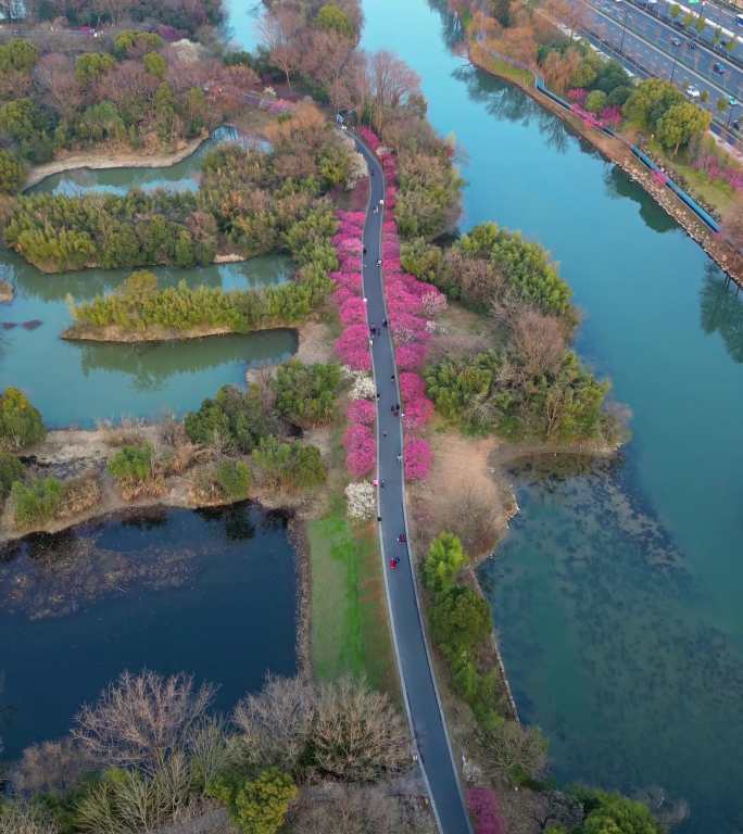 杭州西溪湿地春日红梅花