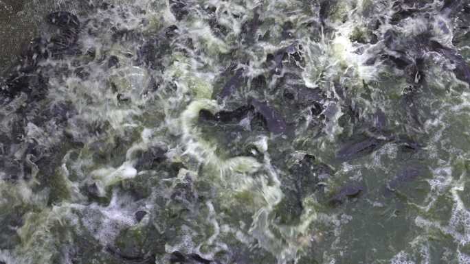 鱼塘丰收捕捞现场 水产基地作业石斑鱼捕捞