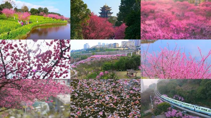 重庆春天梅花赏花花海风景合集