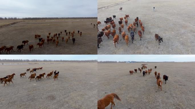 镇赉县九龙山马场：苏高血马（合集）