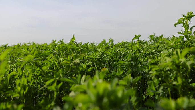 在农场上种植绿色饲料以喂养牛。