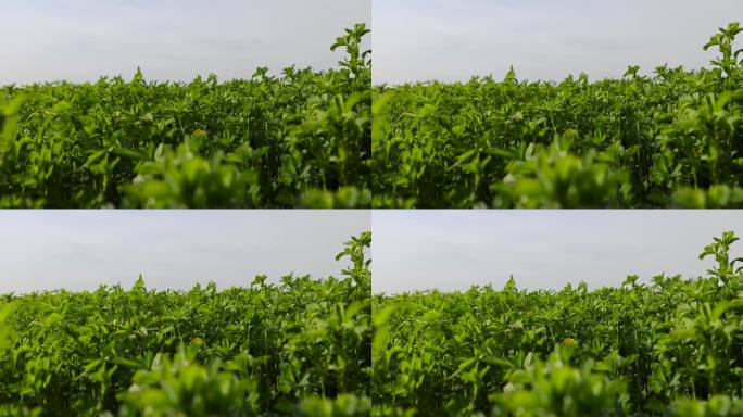 在农场上种植绿色饲料以喂养牛。