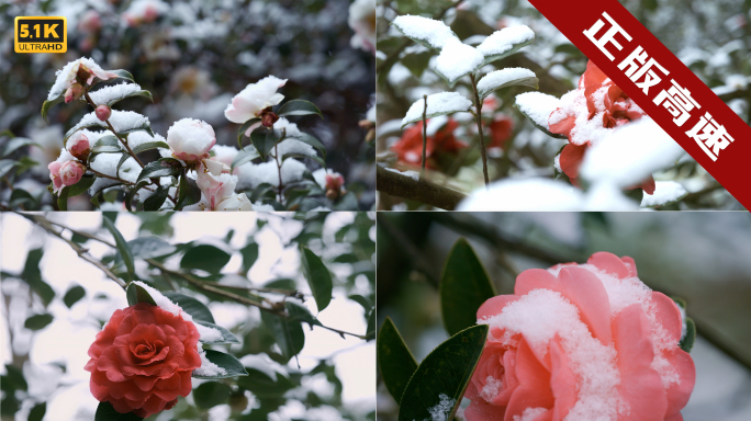 5K-雪中山茶绽放，唯美山茶花盛开