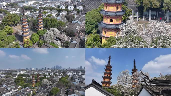 苏州古城双塔风光 白玉兰盛开