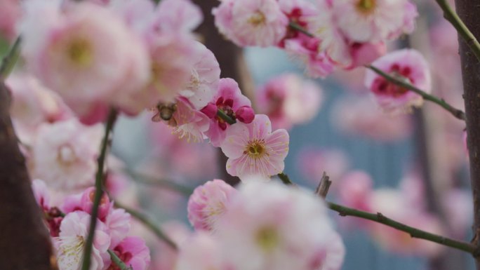 蜜蜂采蜜粉色梅花