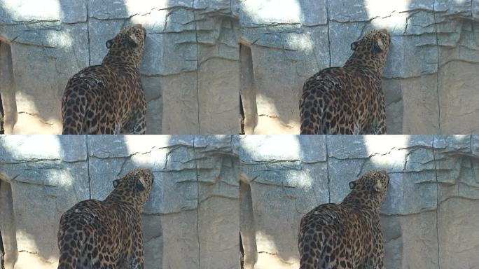金钱豹 豹子 动物园 猫科 动物 豹