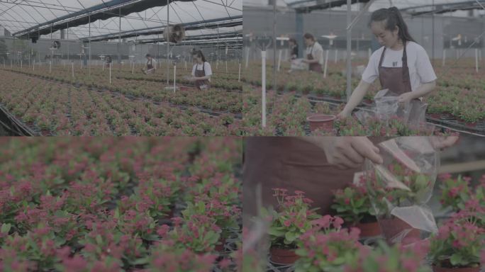 花农在温室大棚内劳作