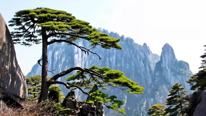 黄山奇松云海风光 黄山迎客松