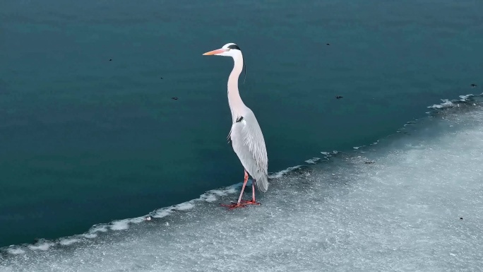 4K 春天的松花江水鸟栖息湿地生态