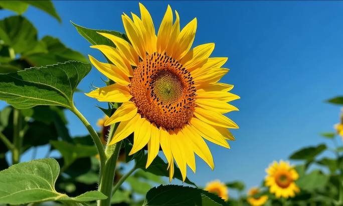 夏日盛开的向日葵田