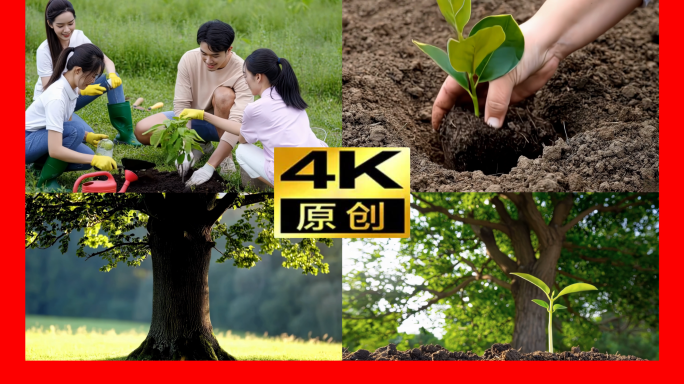312植树节绿芽生长树苗生长参天大树森林