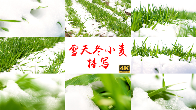 雪地麦苗生长 春雪麦苗  麦苗的棉被