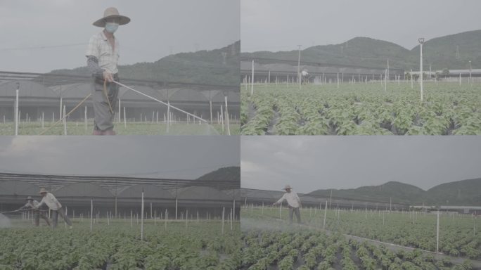 农作物种植与养护