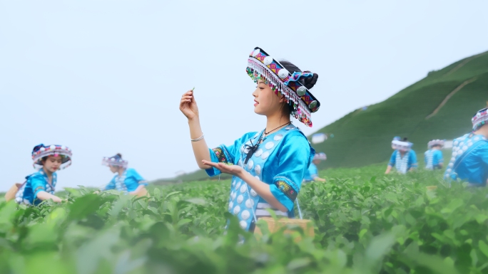 春茶萌芽与茶园采茶