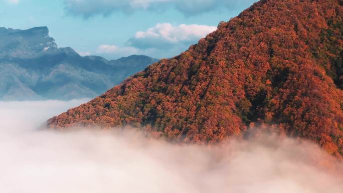 4k神农架大九湖云雾缭绕的秋日山景