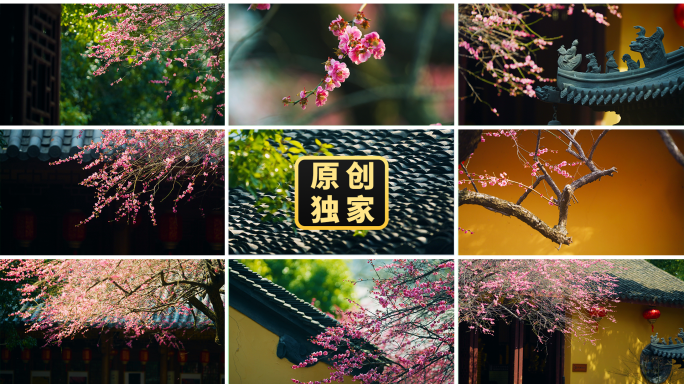 梅花古建筑红梅中式庭院春色禅意江南惊蛰