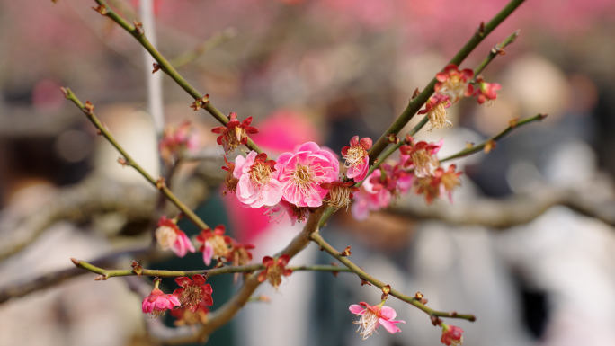 世纪公园梅花 赏梅 欢乐周末 三月 踏春