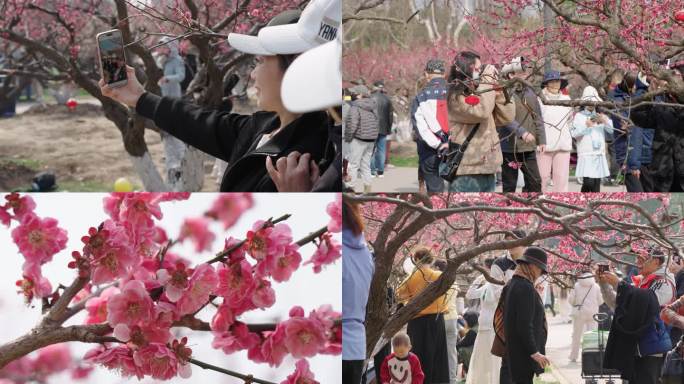 世纪公园梅花 赏梅 欢乐周末 三月 踏春