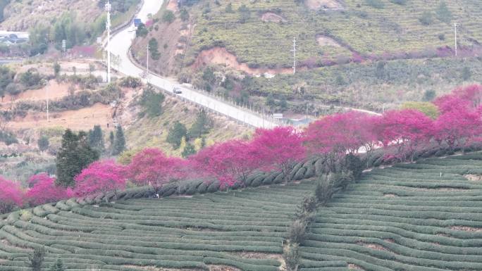 茶园春色与樱花烂漫