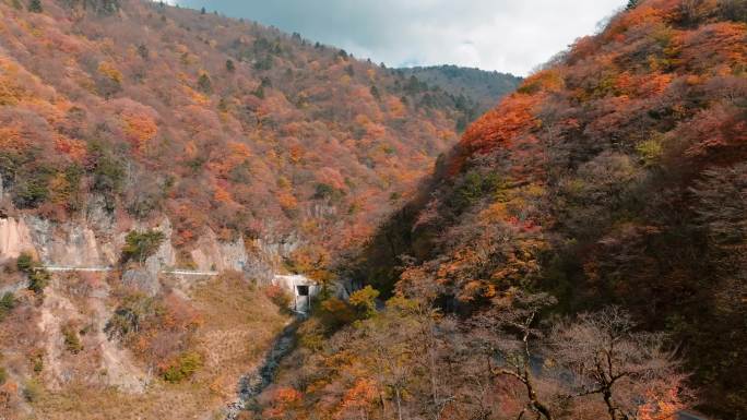 4k神农架秋季山野自然景色