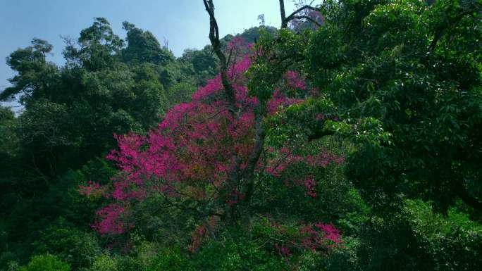 绿树掩映下的烂漫樱花