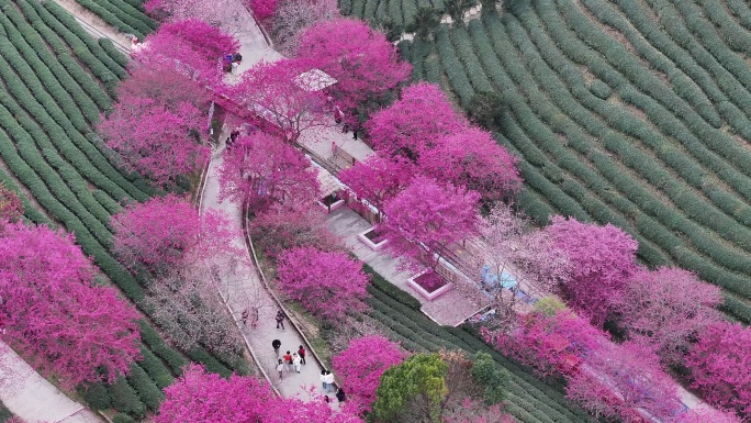 茶园樱花盛开美景