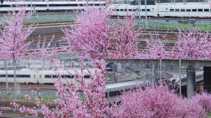 重庆北站开往春天的列车与盛开的桃花视频