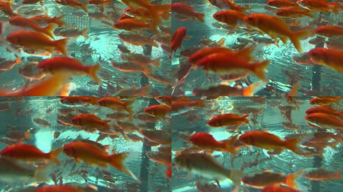 4k梦幻水中金鱼群游动