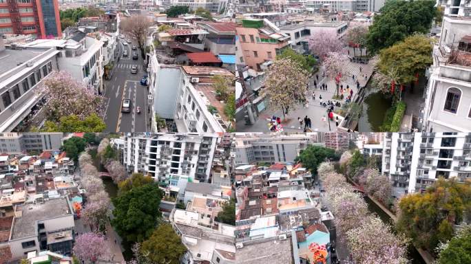 广州西关街道樱花盛开景观