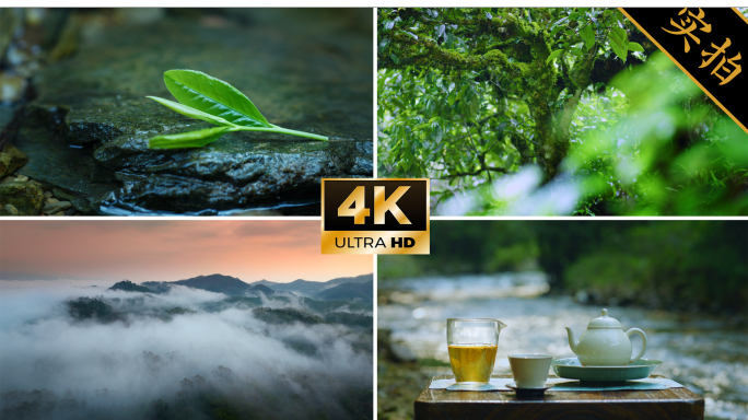 4k茶 茶叶 采茶制茶工艺泡茶茶道茶文化